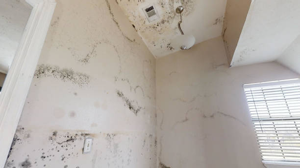 Forensic Mold Investigation in Jena, LA